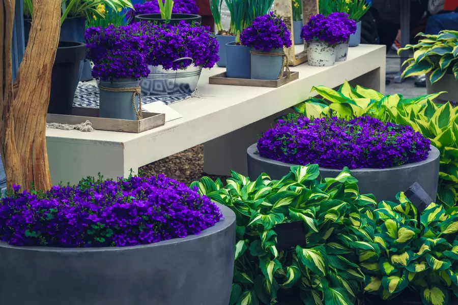 Tuin bloemen