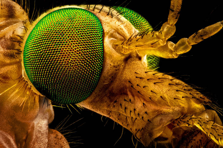 Fotografie macro a unei muște cu ochi verzi