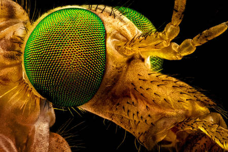 Macro photo of a green-eyed fly