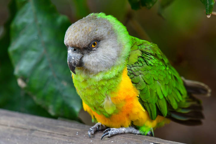 Senegalese Parrot