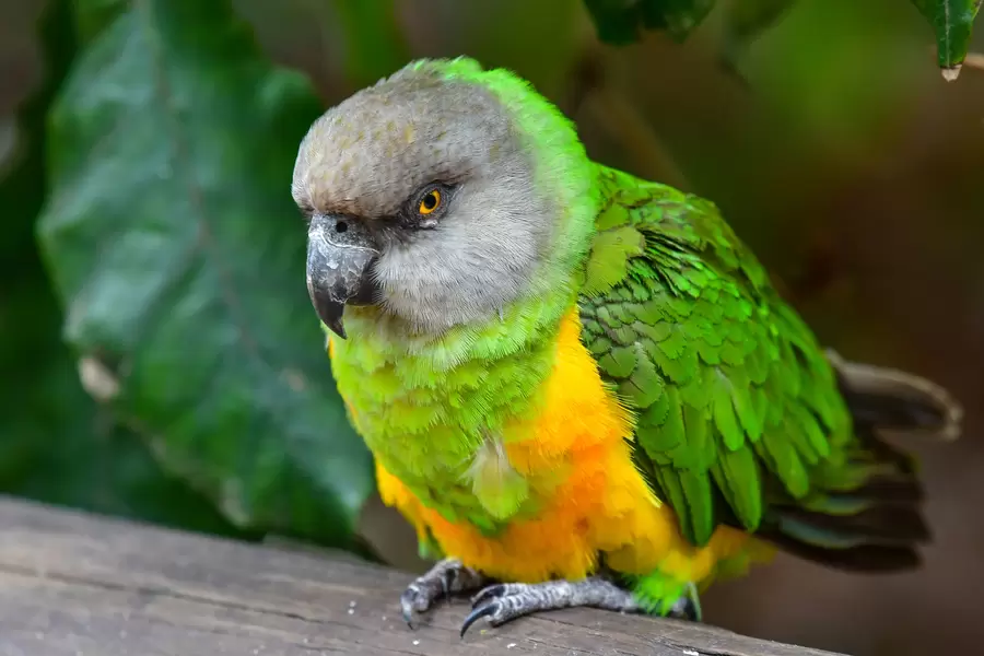 Senegal papagoi