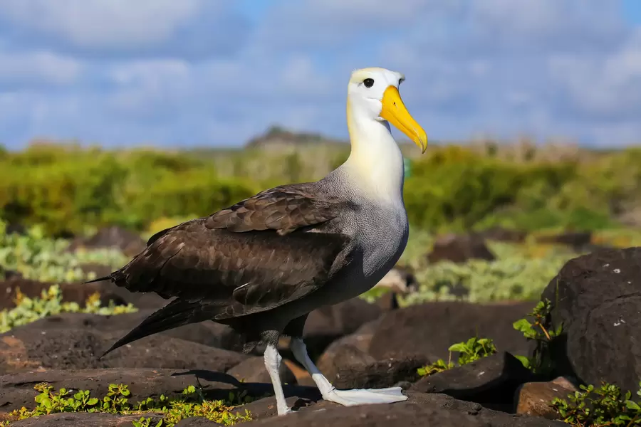 Albatros