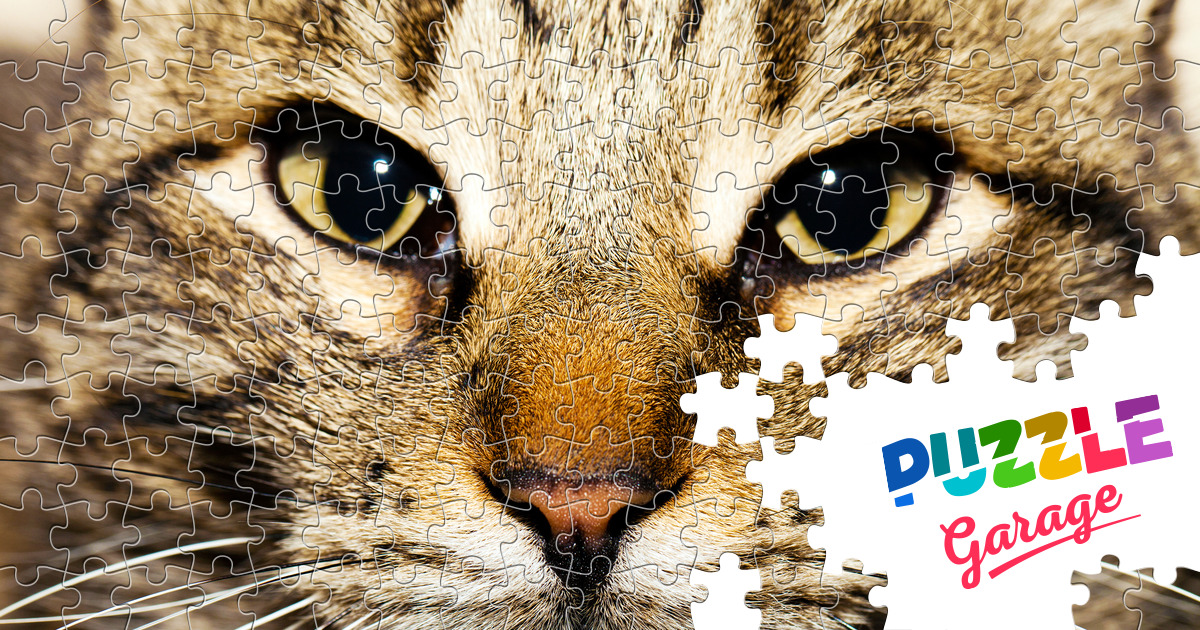 Cat close up Jigsaw Puzzle (Animals, Pets) | Puzzle Garage