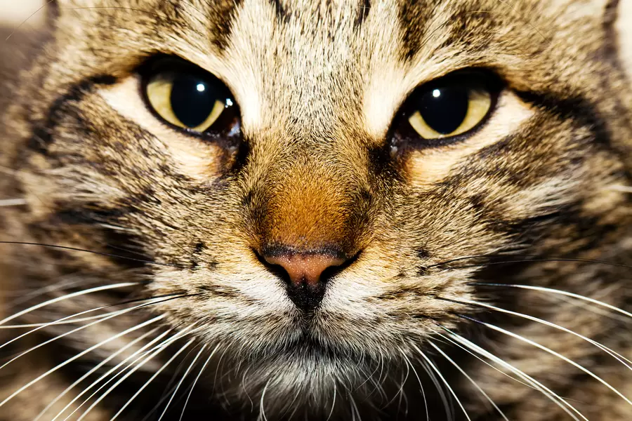 Котка отблизо