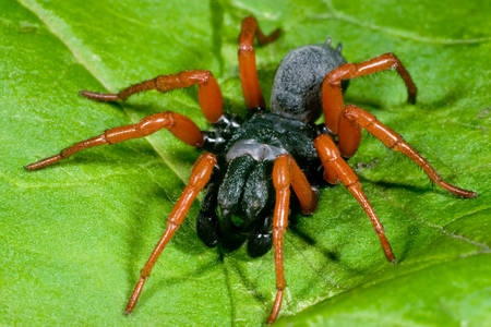 Красноногий паук-кошельок