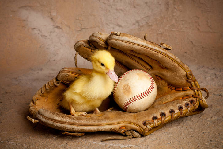 Bir beyzbol eldiveni içinde ördek yavrusu
