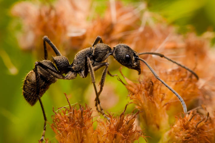 Черна мравка
