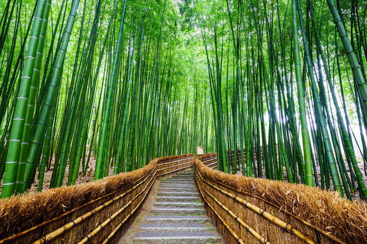 Pădure de bambus