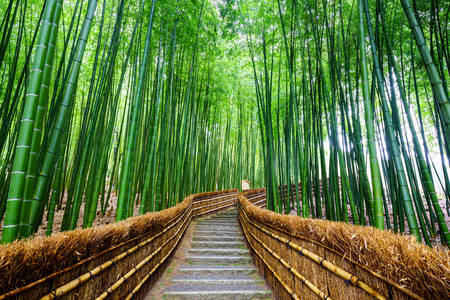 Foresta di bamboo