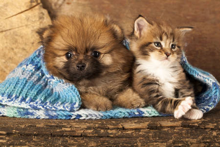 Puppy en kitten in een sjaal