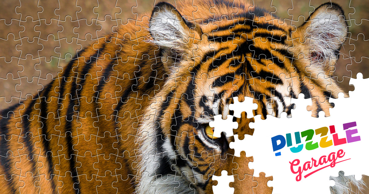 Tiger portrait Jigsaw Puzzle (Animals, Mammals) | Puzzle Garage