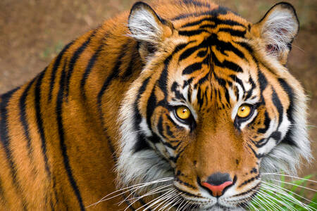 Tiger porträtt