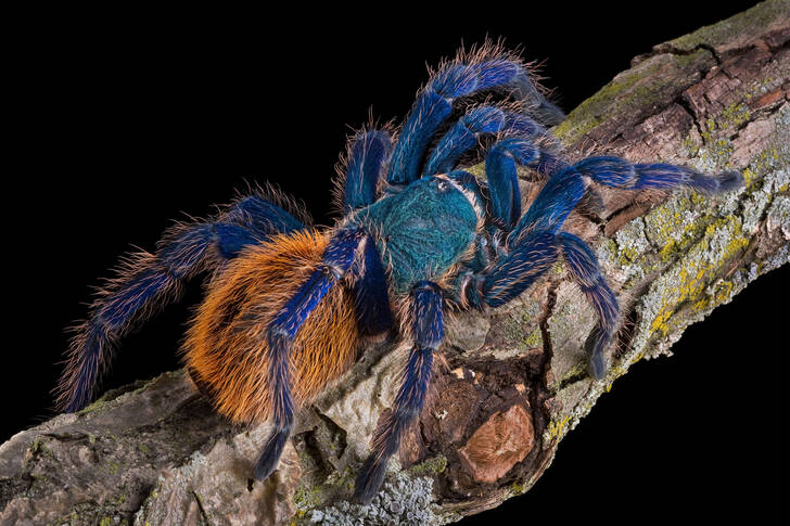 Blue tarantula