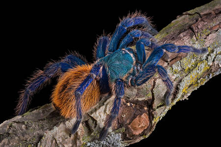 Mavi tarantula