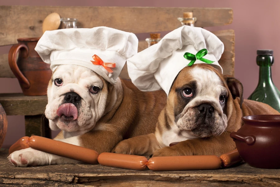 Bouledogues anglais en toques