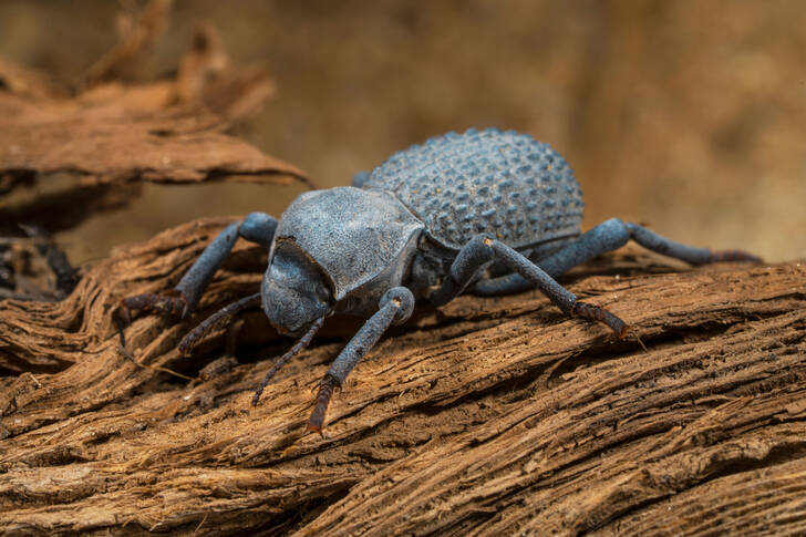 Desert Armored Beetle