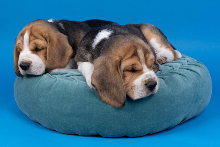 Beagle puppies on a pillow