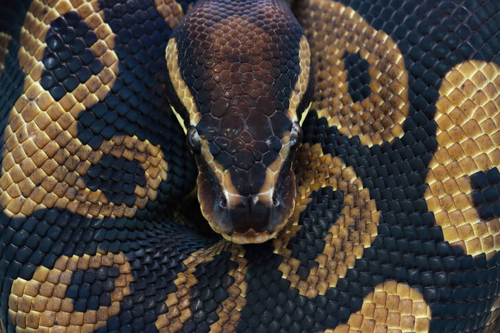 Královský python closeup