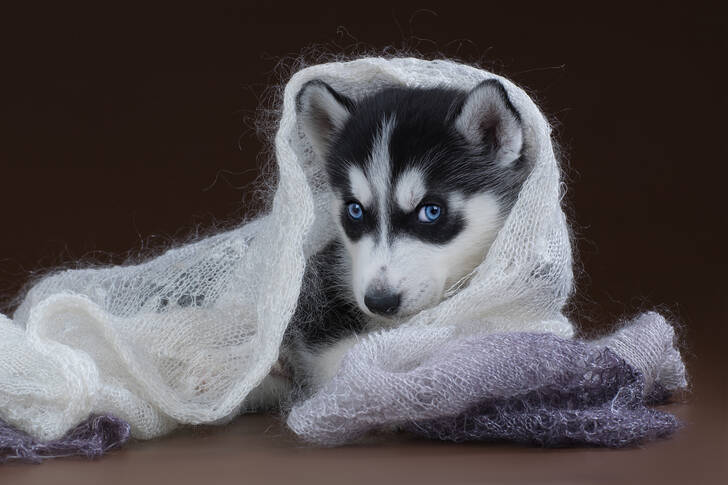 Cucciolo di Husky in uno scialle bianco