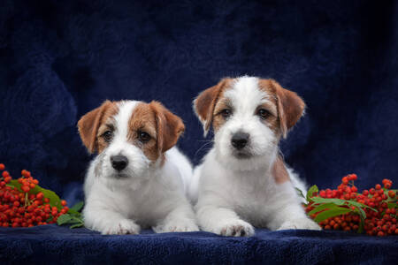 Catelusi Jack Russell Terrier