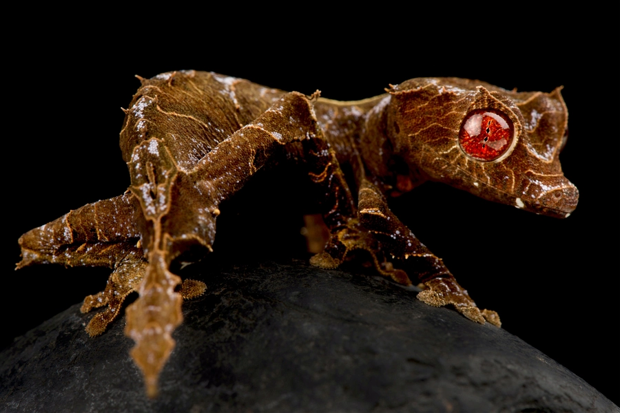 Ebenauer Blattschwanzgecko