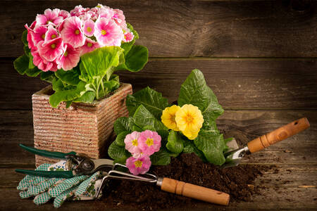 Primroses and garden tools