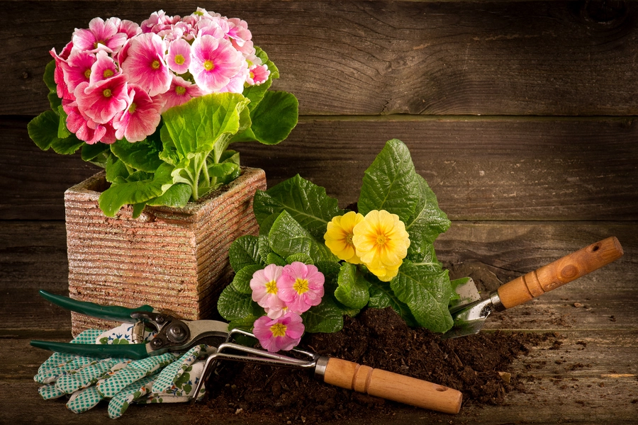Bunga primrose dan alat kebun