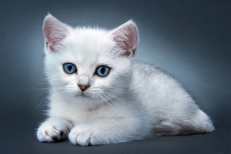Snow white kitten