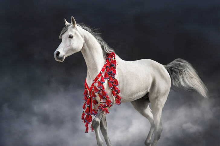 Арабская лошадь в красных украшениях