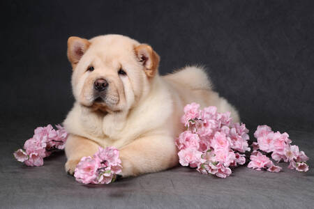 Chow-chow puppy with flowers