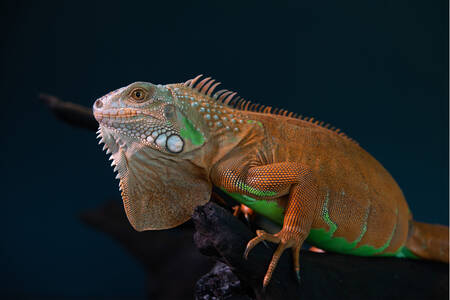 Karanlık bir arka plan üzerinde iguana