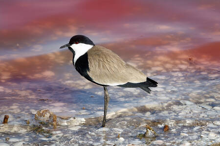 Spurred lapwing