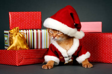 Котенок в костюме Санта Клауса