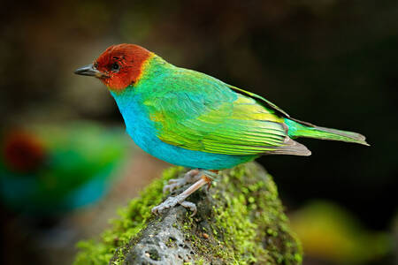 Green tanager