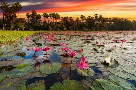 Sjön med lotusblommor