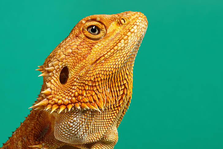 Bearded dragon