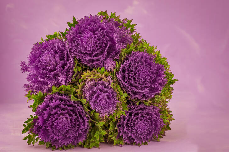 Purple ornamental cabbage