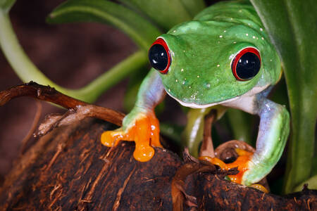 Grenouille aux yeux rouges dans l'herbe