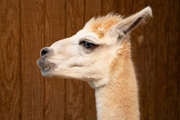 Portrait of an alpaca