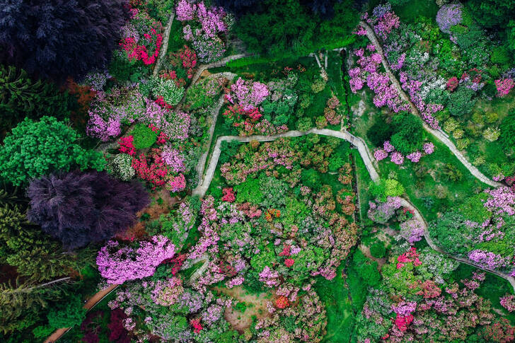 Draufsicht auf bunte Büsche