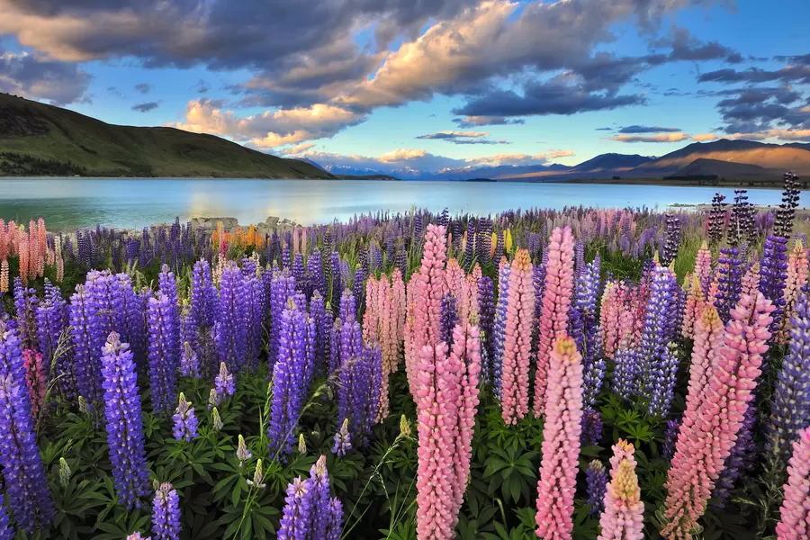 Lupines aan de oevers van Lake Tekapo