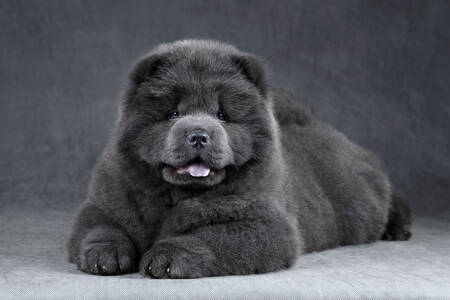 Chow Chow puppy