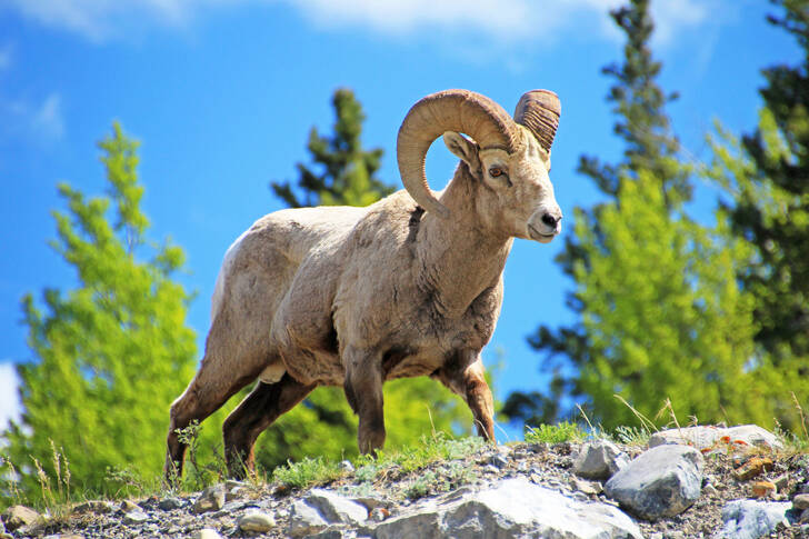 A bighorn sheep on a rock