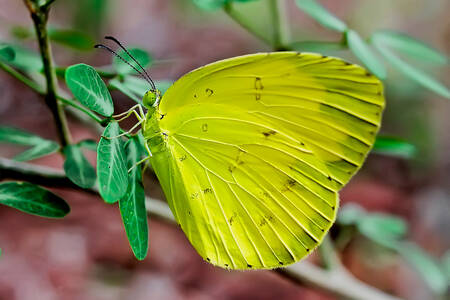 Kupu-kupu kuning di atas daun