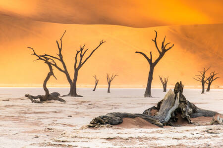 Deadvlei v národním parku Namib-Naukluft