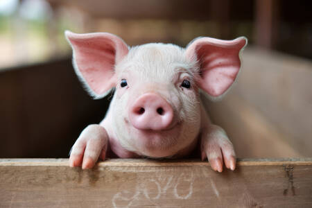 Piglet