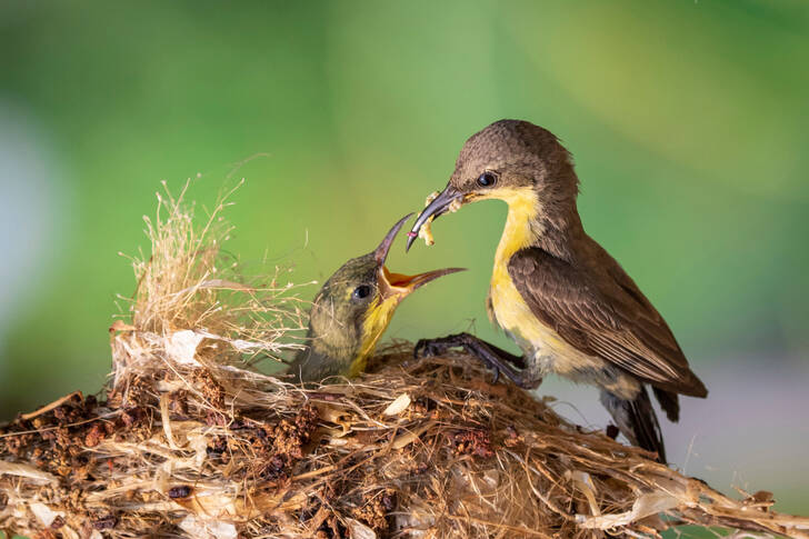 ひなを連れた鳥