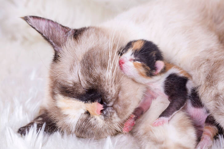새끼 고양이와 함께 있는 어미 고양이