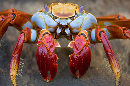 Kepiting Batu