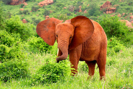 Бебе слонче в дивата
